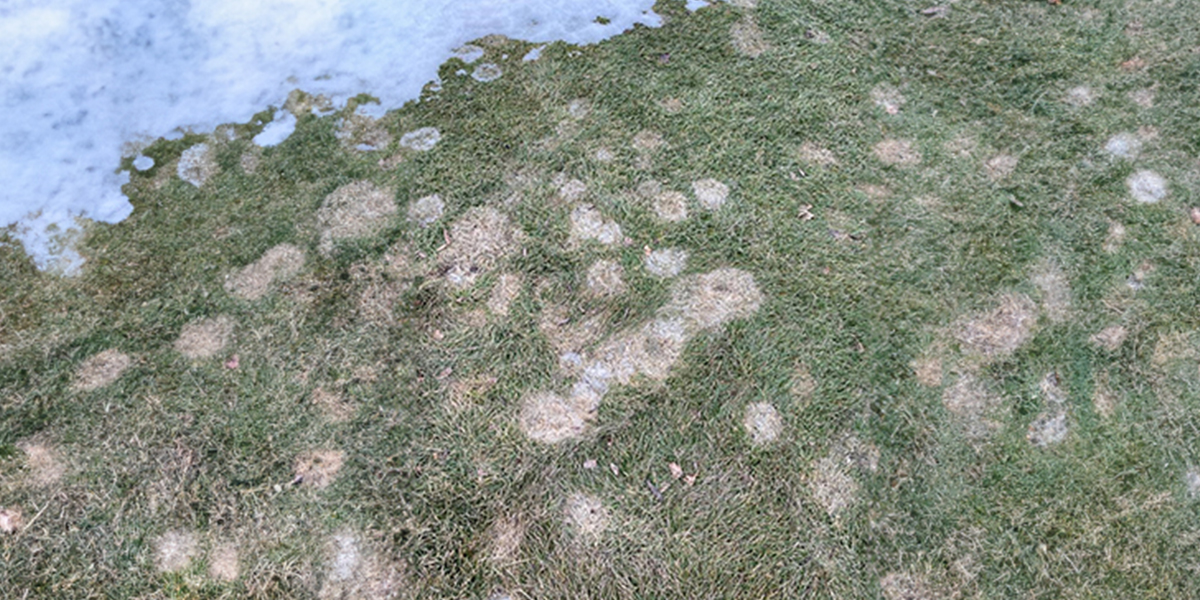 Snow Mold Max Assurance Program