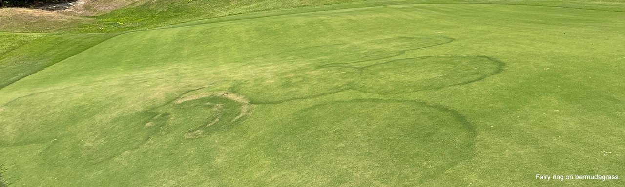 Fairy ring on bermudagrass.