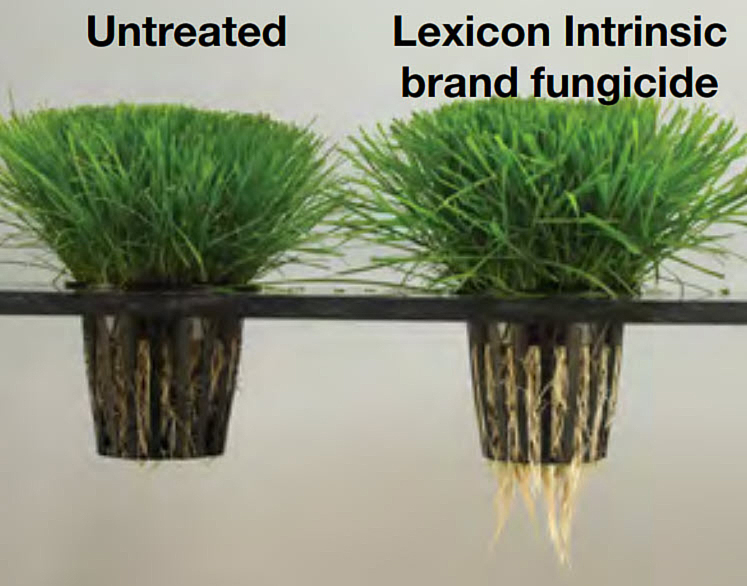 Lexicon Intrinsic brand fungicide for quick knockdown and long residual.