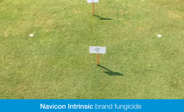 Navicon treated dollar spot bermuda grass