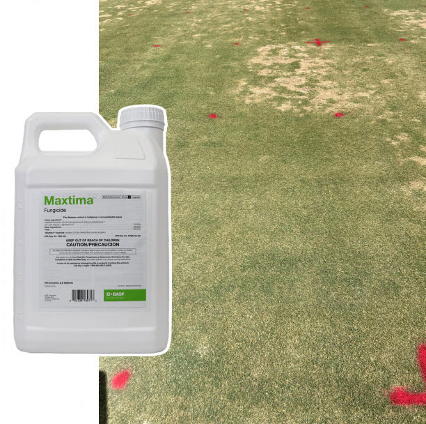 Maxtima fungicide provides excellent control of soilborne diseases including fairy ring, take-all root rot, spring dead spot and summer patch