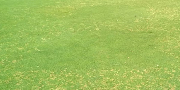 Dollar spot can wreak havoc on bentgrass during much of the year. Encartis fungicide has exceeded expectations for providing exceptional control.