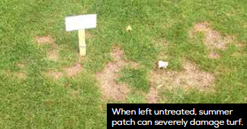 When left untreated, summer patch can severly damage turf